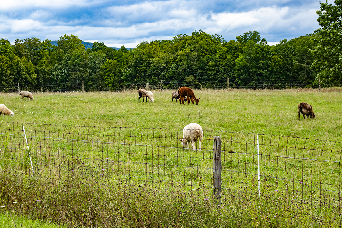 Cornell Cooperative Extension hosting workshop for food and farm grants