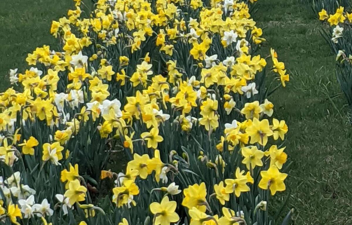 Daffodils for Ithaca Daffodil Dash