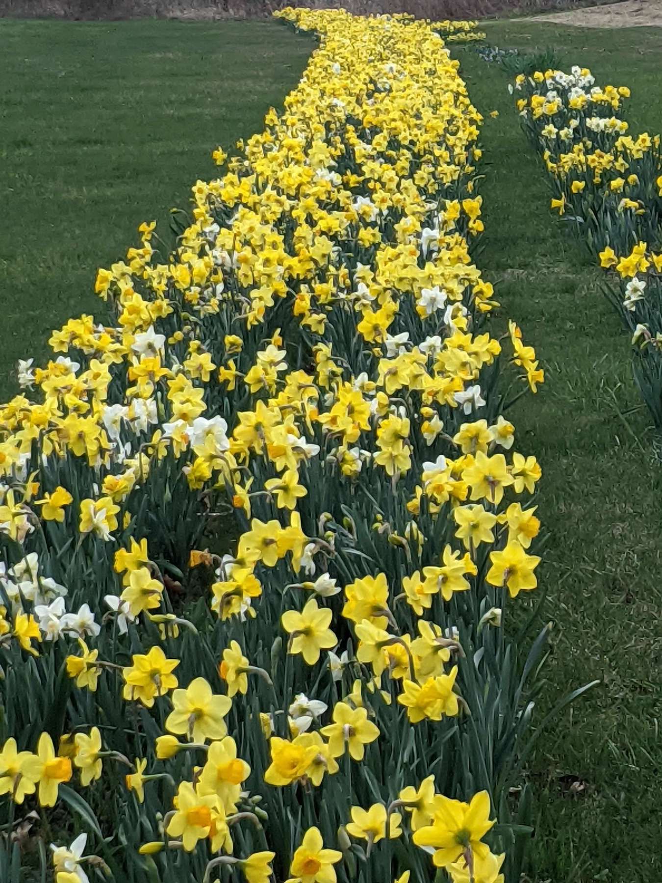 Daffodils for Ithaca Daffodil Dash