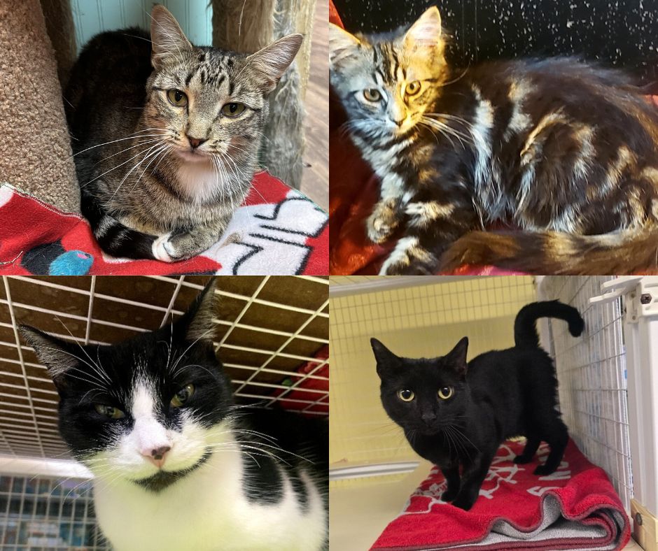 Pets of the week: September 22nd