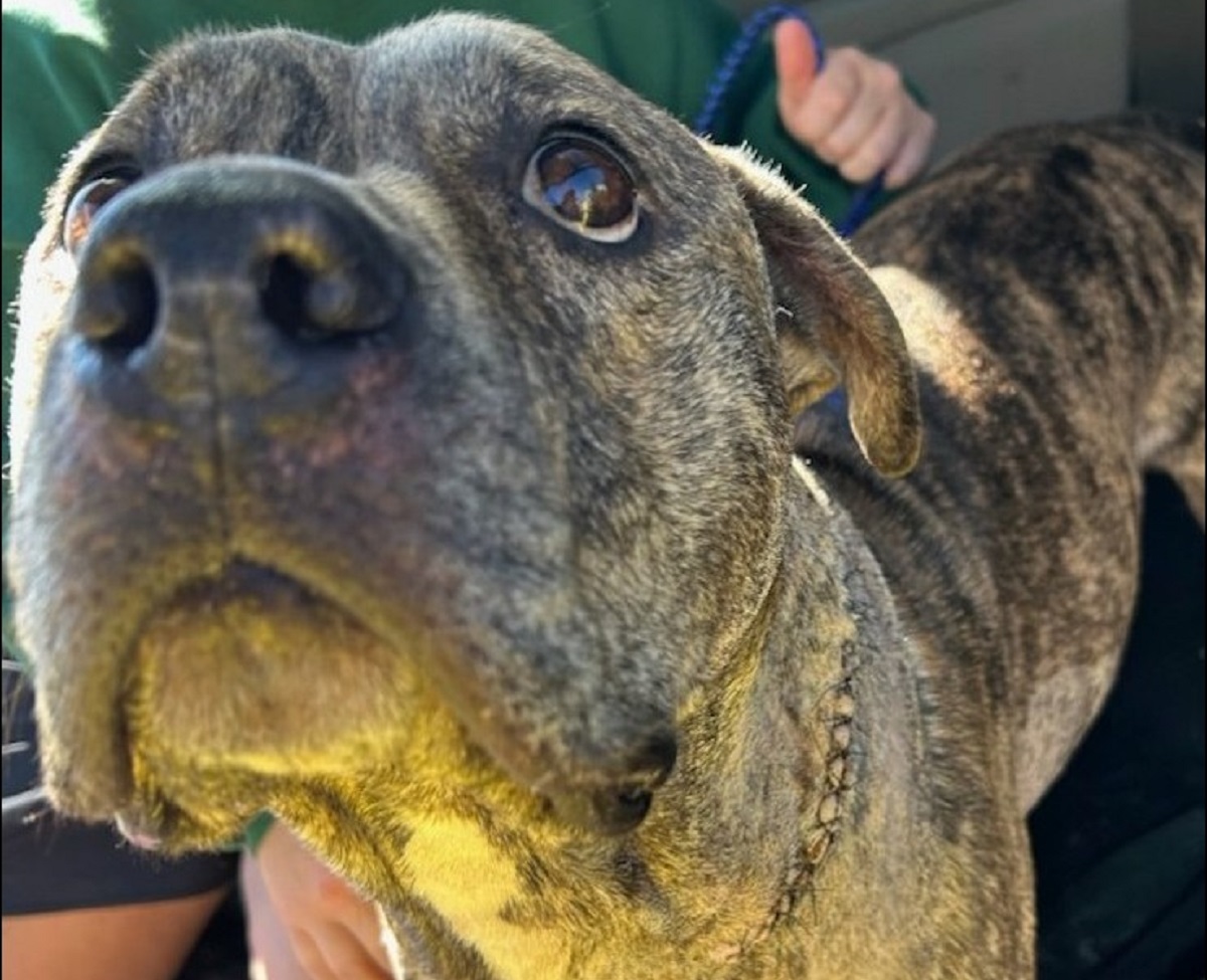 Dog recovering after stabbing in Syracuse, suspect still sought