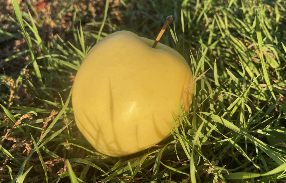 Yellow Apple, Fall