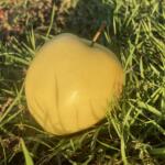 Yellow Apple, Fall