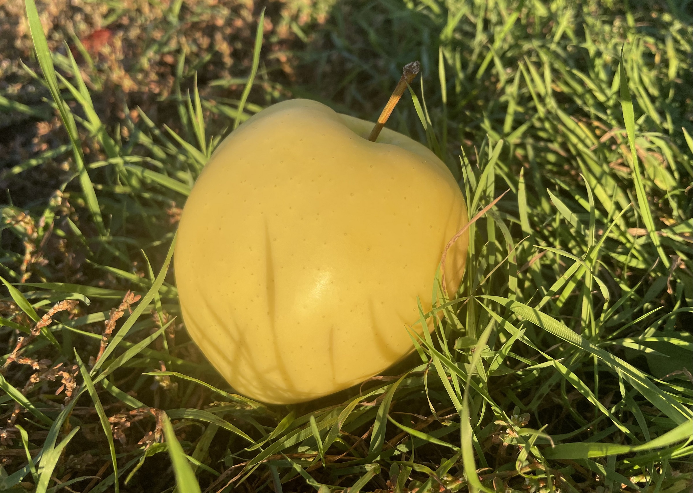 Yellow Apple, Fall