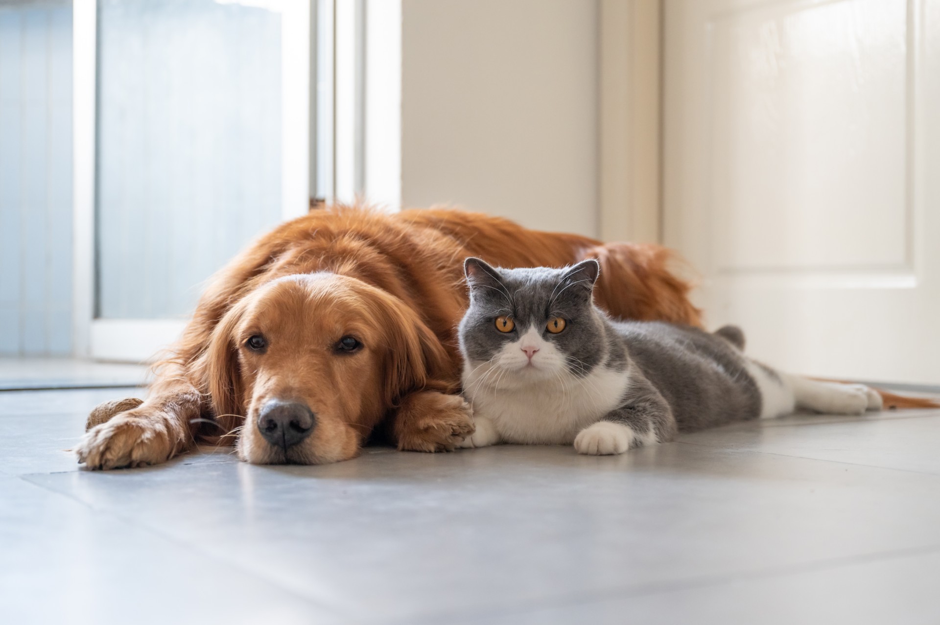 The power of music, art, and pet therapy in hospice care | Hospicare and Palliative Care Services of Ithaca