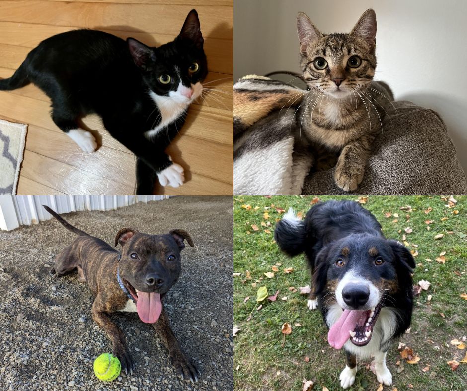 Pets of the week: October 13th