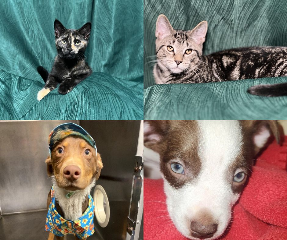 Pets of the week: October 27th Pets of the week: October 27th