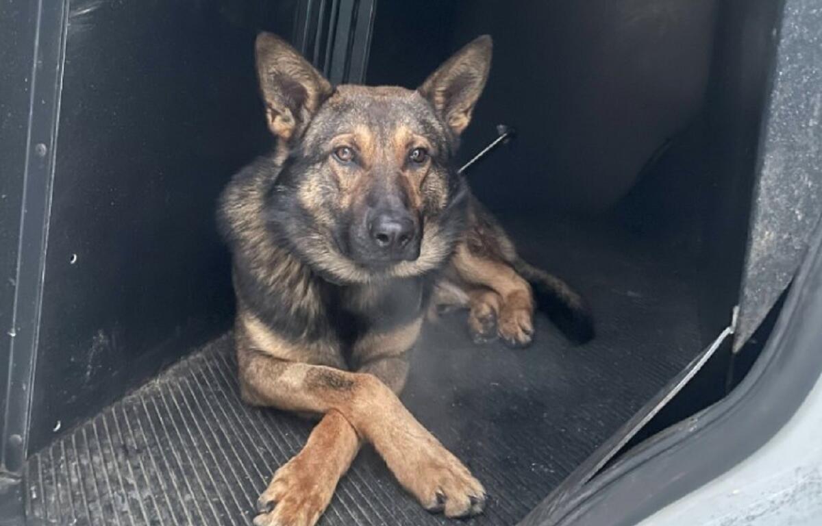 German Shepherd mix lying in the back of a dark SUV trunk, facing the camera.