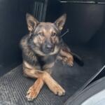 German Shepherd mix lying in the back of a dark SUV trunk, facing the camera.