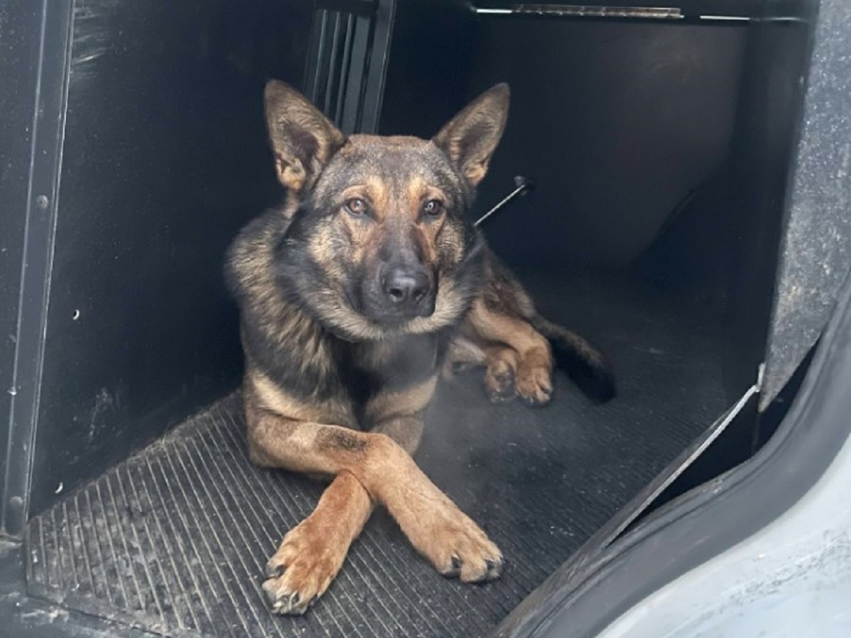 German Shepherd mix lying in the back of a dark SUV trunk, facing the camera.