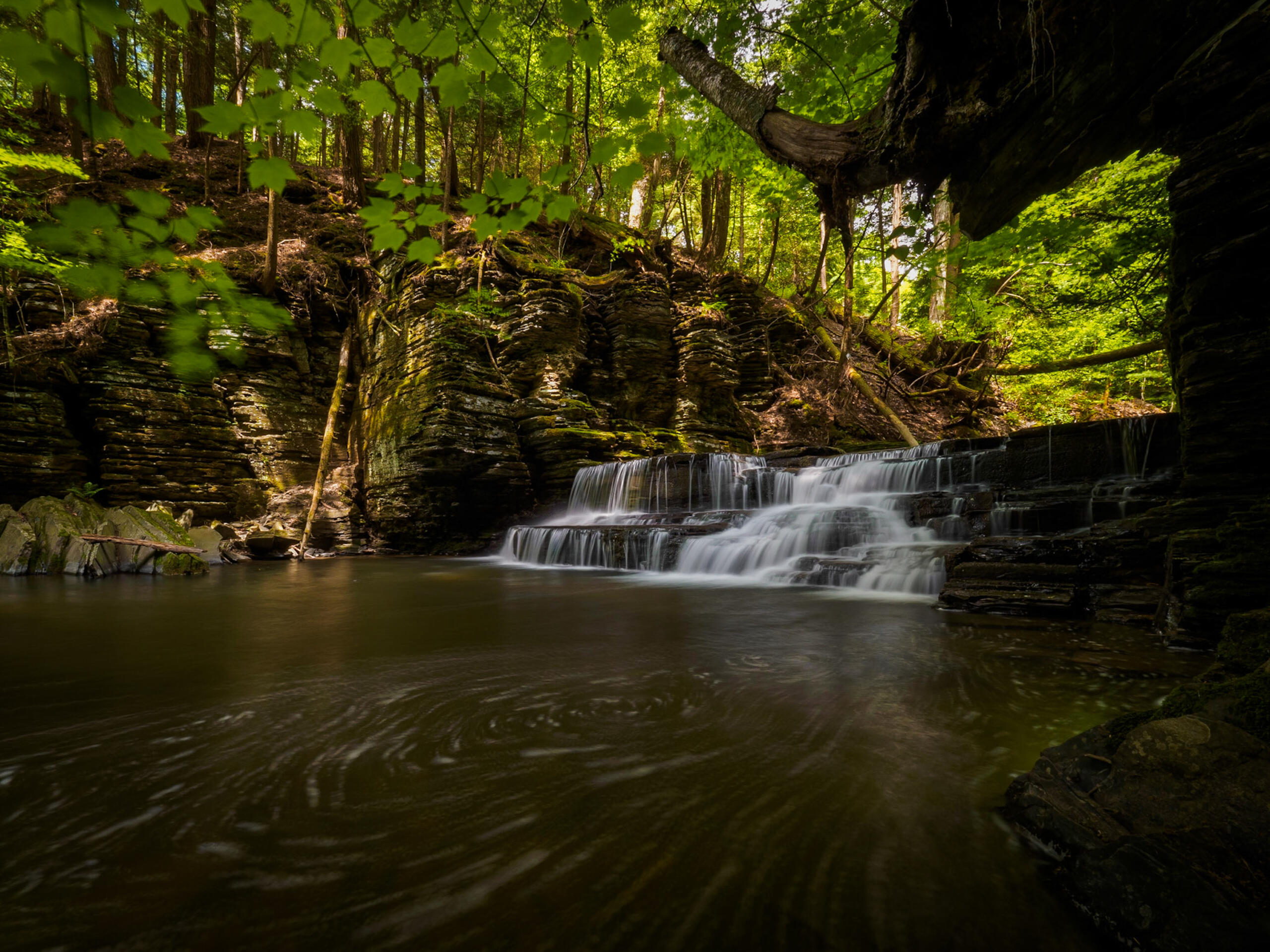 Forest scene with a rocky wall and a small multi-tier waterfall feeding a calm pool, surrounded by green foliage and mossy rocks.