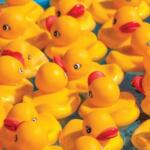 A crowd of yellow rubber ducks floating on blue water with red beaks.