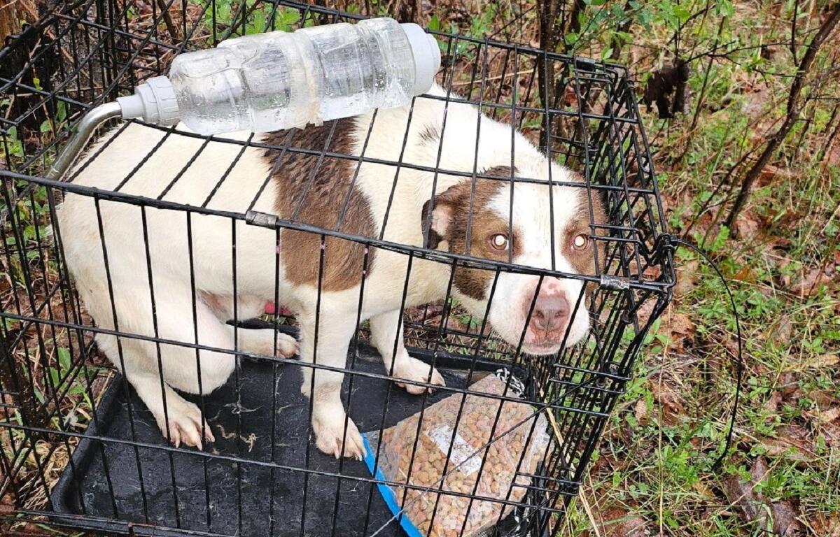 Dog with brown and white coat crouches inside a metal crate outdoors in a wooded area, a plastic bottle resting on the crate's top edge.