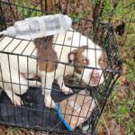 Dog with brown and white coat crouches inside a metal crate outdoors in a wooded area, a plastic bottle resting on the crate's top edge.