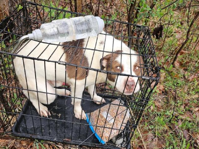 Dog with brown and white coat crouches inside a metal crate outdoors in a wooded area, a plastic bottle resting on the crate's top edge.