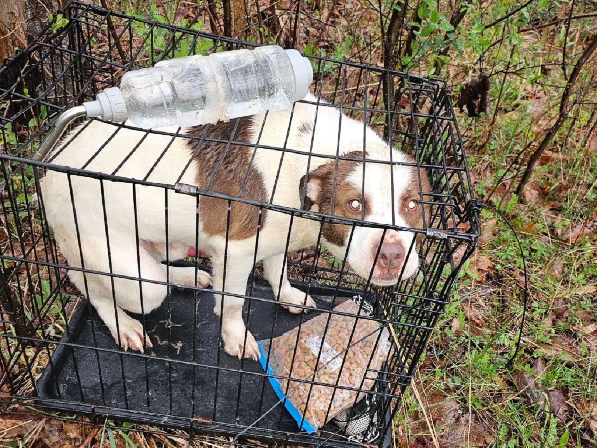 Dog with brown and white coat crouches inside a metal crate outdoors in a wooded area, a plastic bottle resting on the crate's top edge.