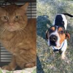 Left: orange tabby cat in a crate on a quilt; right: beagle-m mix standing on grass and looking up at the camera.