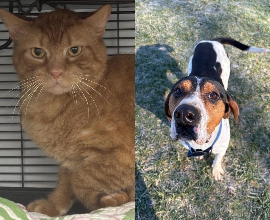 Left: orange tabby cat in a crate on a quilt; right: beagle-m mix standing on grass and looking up at the camera.