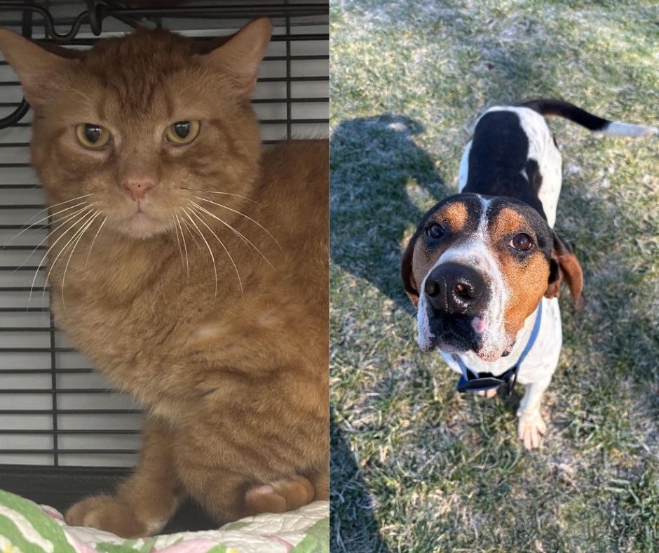 Left: orange tabby cat in a crate on a quilt; right: beagle-m mix standing on grass and looking up at the camera.