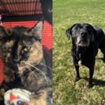 Split-image: left side shows a tortoiseshell cat with yellow eyes in a red shelter, right side shows a black dog standing on grass and looking at the camera.