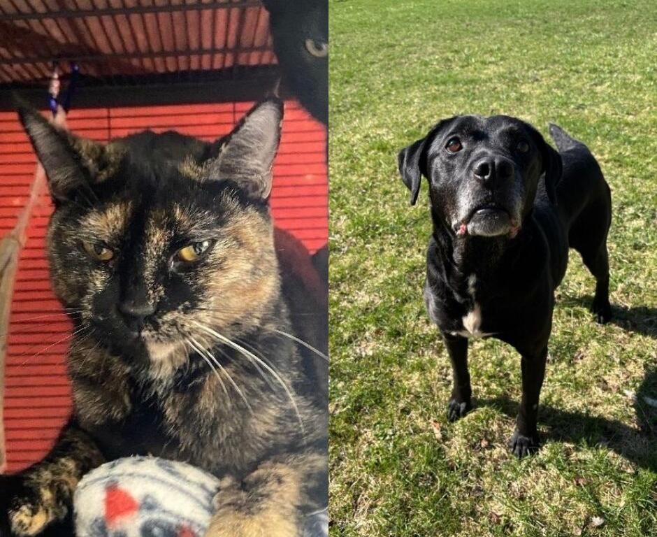 Split-image: left side shows a tortoiseshell cat with yellow eyes in a red shelter, right side shows a black dog standing on grass and looking at the camera.