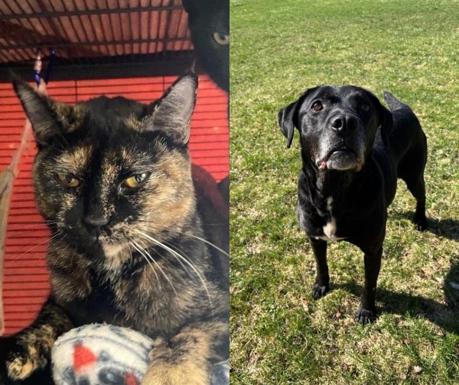 Split-image: left side shows a tortoiseshell cat with yellow eyes in a red shelter, right side shows a black dog standing on grass and looking at the camera.