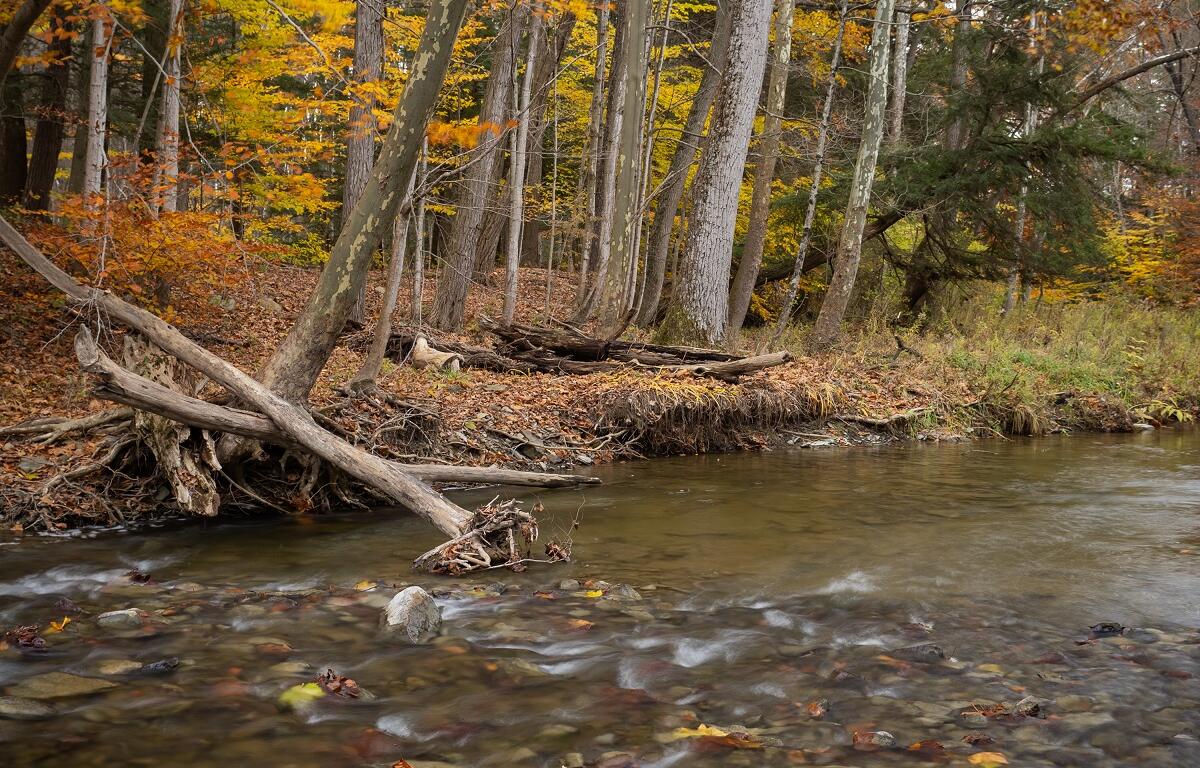 Autumn forest by a shallow, rocky river with fallen logs and orange foliage along the bank