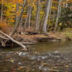 Autumn forest by a shallow, rocky river with fallen logs and orange foliage along the bank