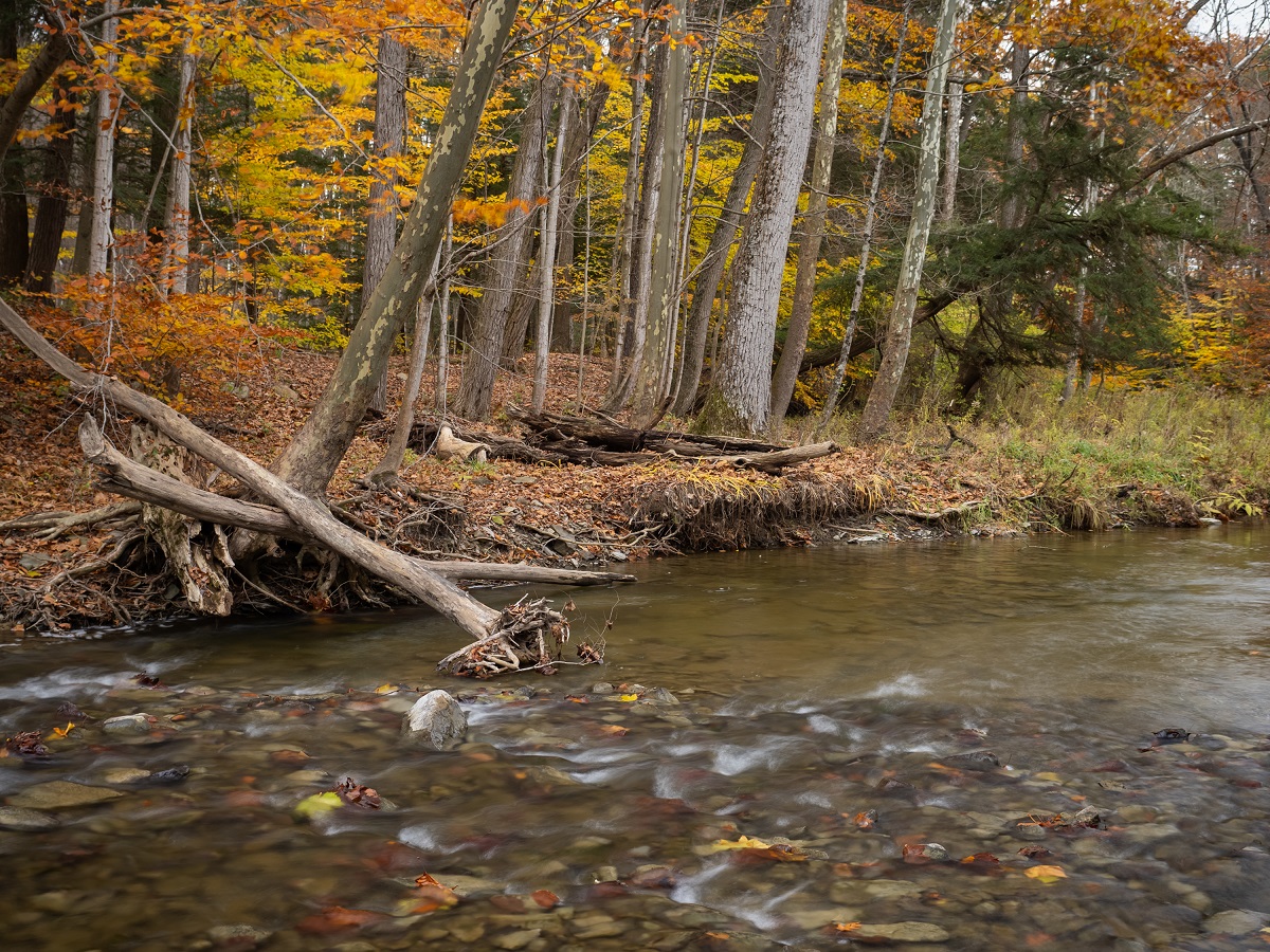 Autumn forest by a shallow, rocky river with fallen logs and orange foliage along the bank