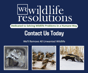 Wildlife Solutions branding with a 'Contact Us Today' header and three thumbnails: a trapped animal, a pests/rodents image, and a snowy animal carcass (informing wildlife control services).