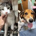 Side-by-side photo: left shows a white-and-gray cat being petted under the chin; right shows a brown dog with tongue out indoors.