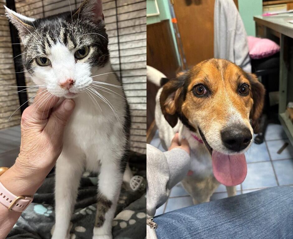 Side-by-side photo: left shows a white-and-gray cat being petted under the chin; right shows a brown dog with tongue out indoors.