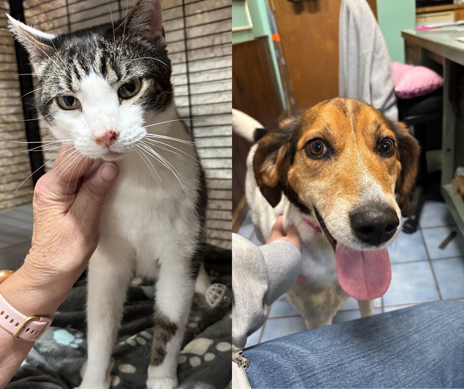 Side-by-side photo: left shows a white-and-gray cat being petted under the chin; right shows a brown dog with tongue out indoors.