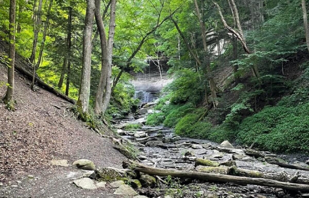 Forest trail beside a rocky stream with fallen logs and lush green foliage.