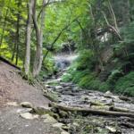 Forest trail beside a rocky stream with fallen logs and lush green foliage.