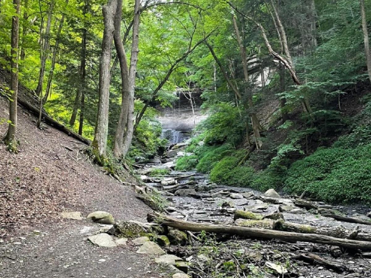 Forest trail beside a rocky stream with fallen logs and lush green foliage.