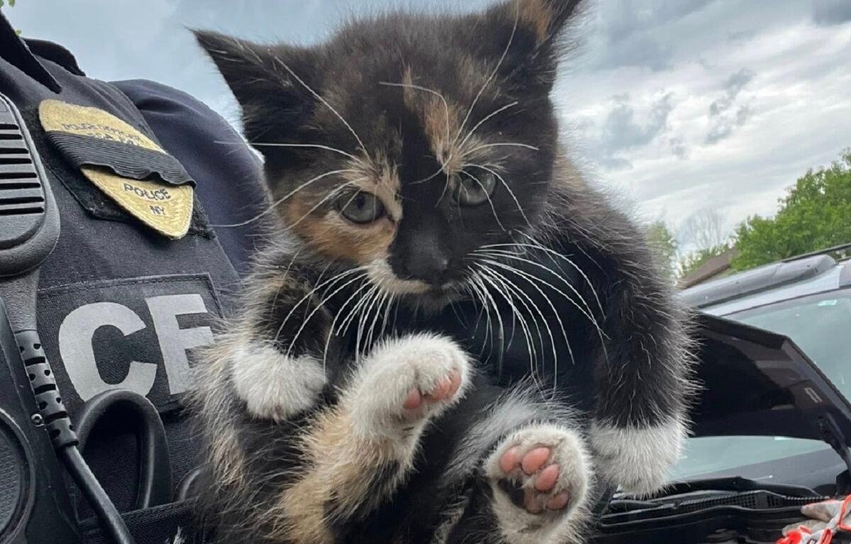 Calico kitten held up by a police officer in uniform, pink paw pads visible on its feet.