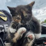 Calico kitten held up by a police officer in uniform, pink paw pads visible on its feet.