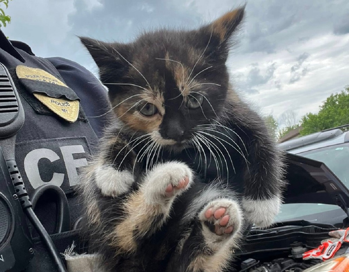 Calico kitten held up by a police officer in uniform, pink paw pads visible on its feet.