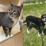 Left side shows a gray tabby cat standing on a light wooden cabinet indoors; right side shows a black-and-white dog on a leash in a grassy area, panting with its tongue out.