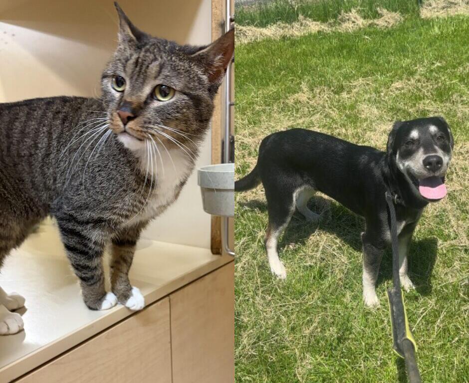 Left side shows a gray tabby cat standing on a light wooden cabinet indoors; right side shows a black-and-white dog on a leash in a grassy area, panting with its tongue out.
