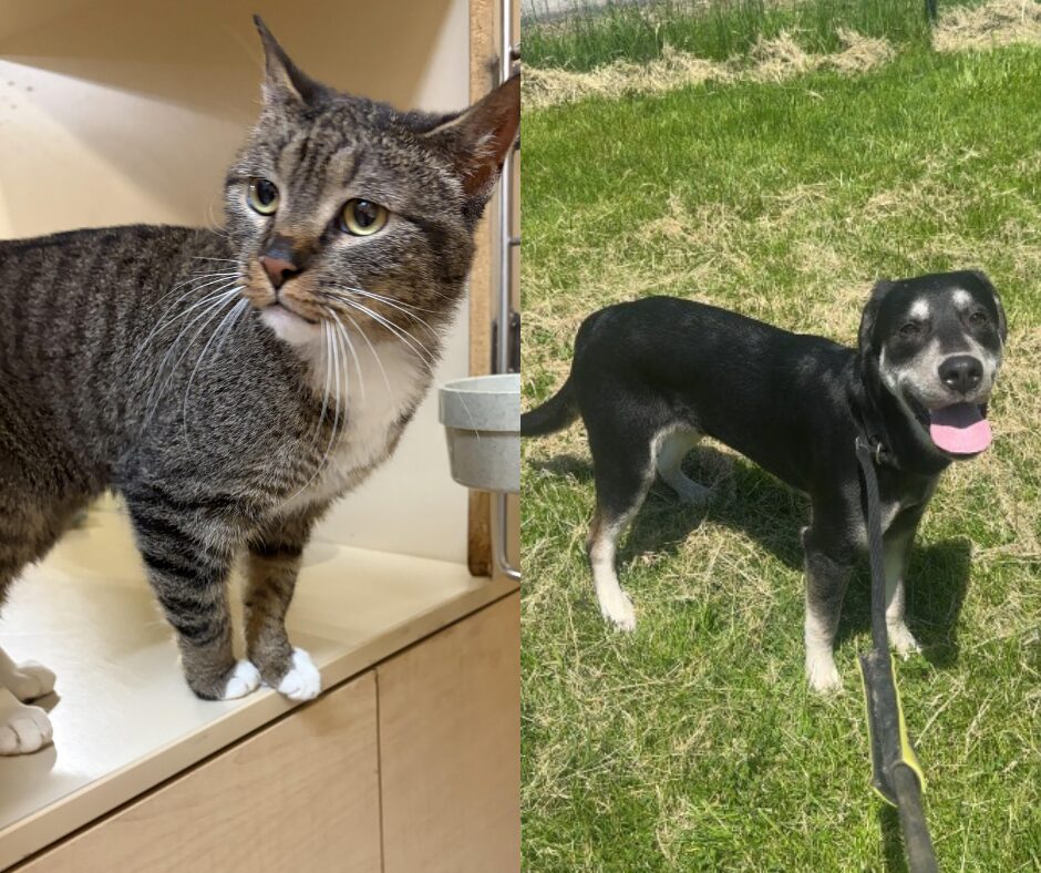 Left side shows a gray tabby cat standing on a light wooden cabinet indoors; right side shows a black-and-white dog on a leash in a grassy area, panting with its tongue out.