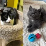 Two cats side by side: left a black-and-white cat in a beige cat condo; right a gray kitten gazing up with a blue toy ball and a red ball on a fluffy rug.