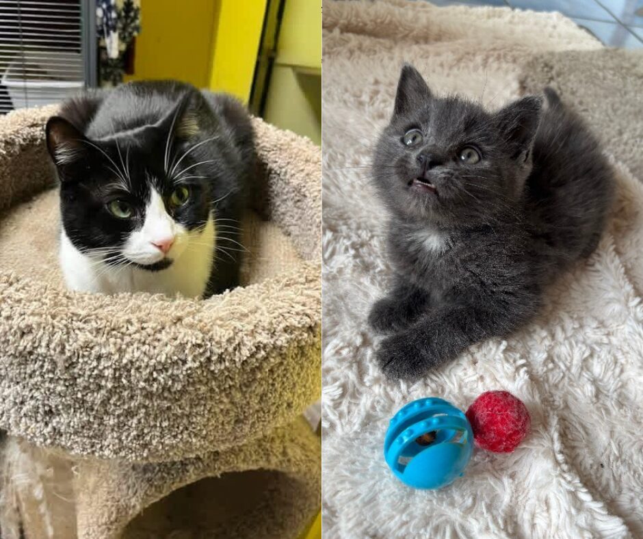 Two cats side by side: left a black-and-white cat in a beige cat condo; right a gray kitten gazing up with a blue toy ball and a red ball on a fluffy rug.