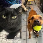 Split image showing a close-up of a black cat with yellow-green eyes on the left, and a brown dog with a tennis ball in its mouth on the right on a tiled floor.