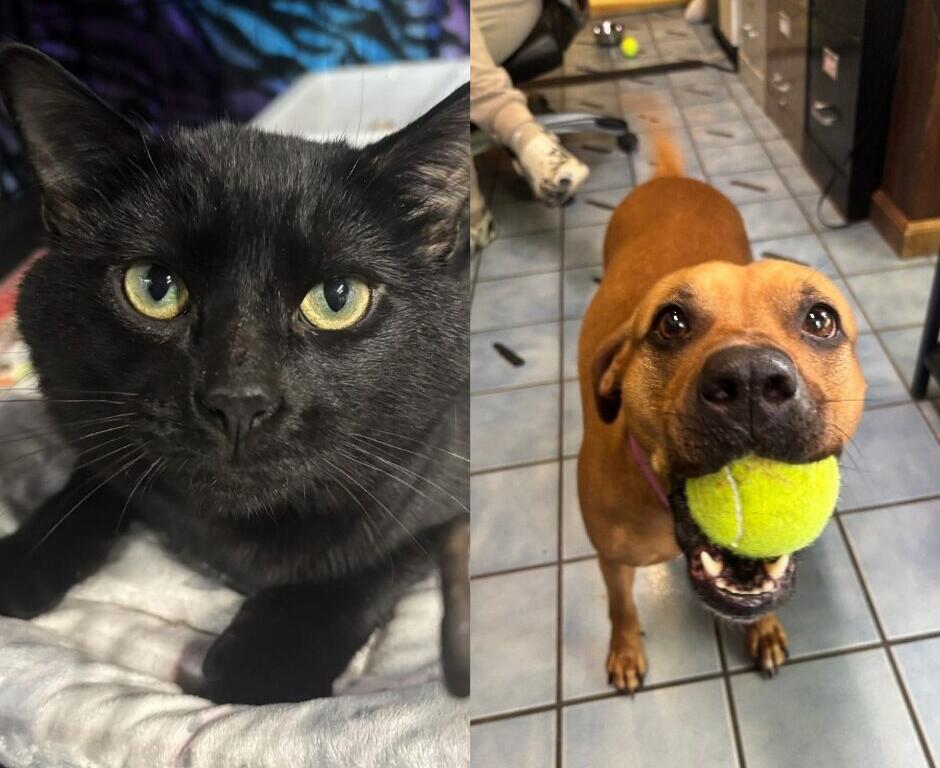 Split image showing a close-up of a black cat with yellow-green eyes on the left, and a brown dog with a tennis ball in its mouth on the right on a tiled floor.