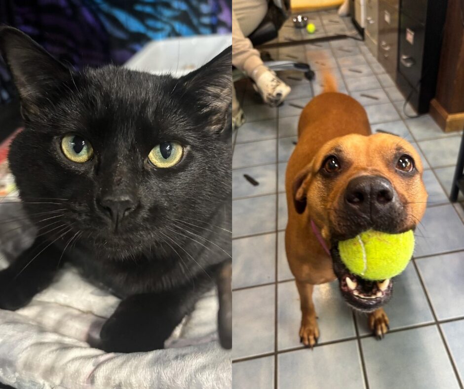Split image showing a close-up of a black cat with yellow-green eyes on the left, and a brown dog with a tennis ball in its mouth on the right on a tiled floor.