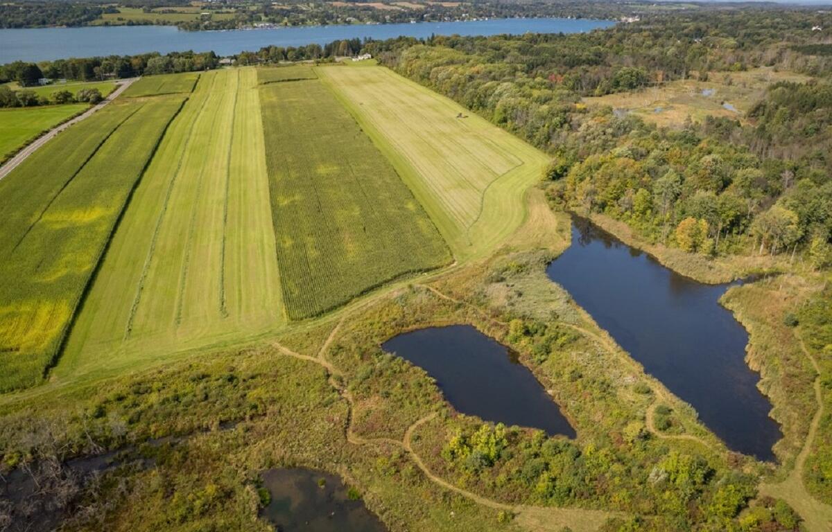 Aerial view of farmland with rectangular green fields, a lake in the distance, and a wetland area with ponds to the right.
