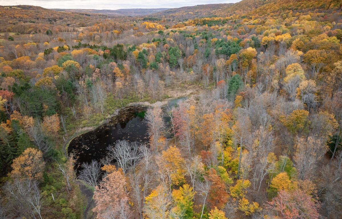 Aerial view of a forest in autumn with vibrant orange, yellow, and green trees surrounding a dark irregular pond at center-left, hills in the distance.