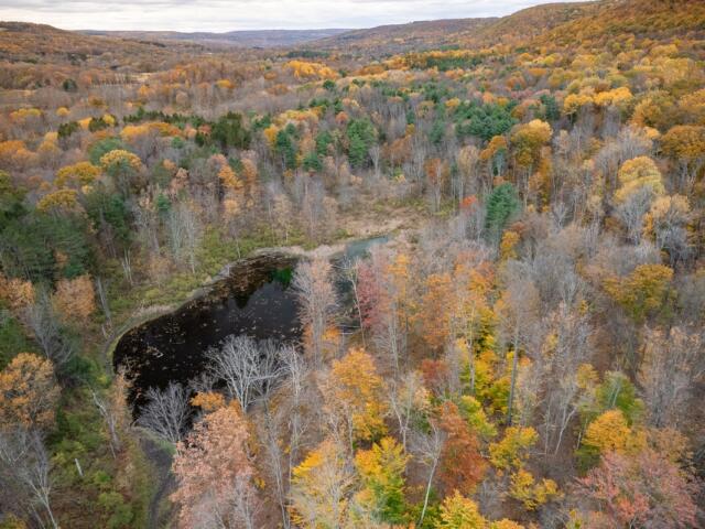 Aerial view of a forest in autumn with vibrant orange, yellow, and green trees surrounding a dark irregular pond at center-left, hills in the distance.